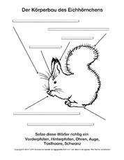 Eichhörnchen-Steckbrief